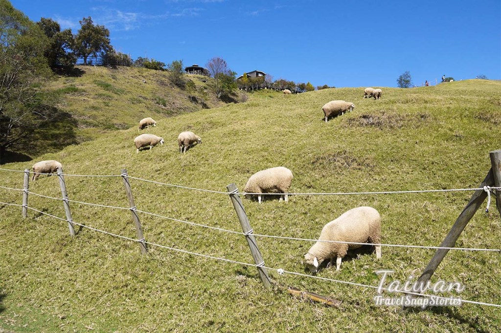Taiwan: Cingjing Farm Green Green&nbsp;Grassland
