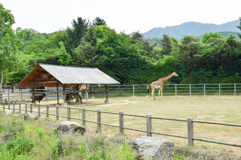 Seoul: Day 2 Seoul Grand Park Part 2 – Seoul&nbsp;Zoo