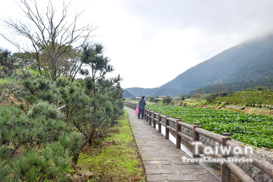 greenery in zhu zi hu on yang ming shan