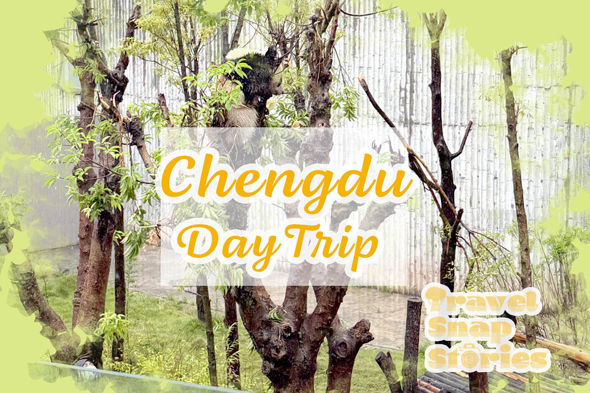 China Xian – Chengdu Day Trip Exploring Giant Panda Research Base