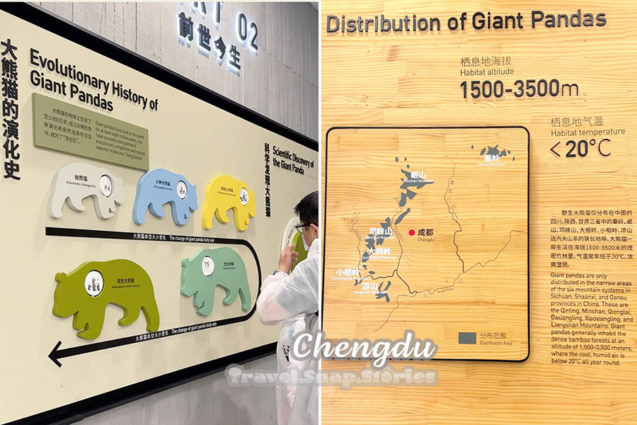 giant panda historical information 