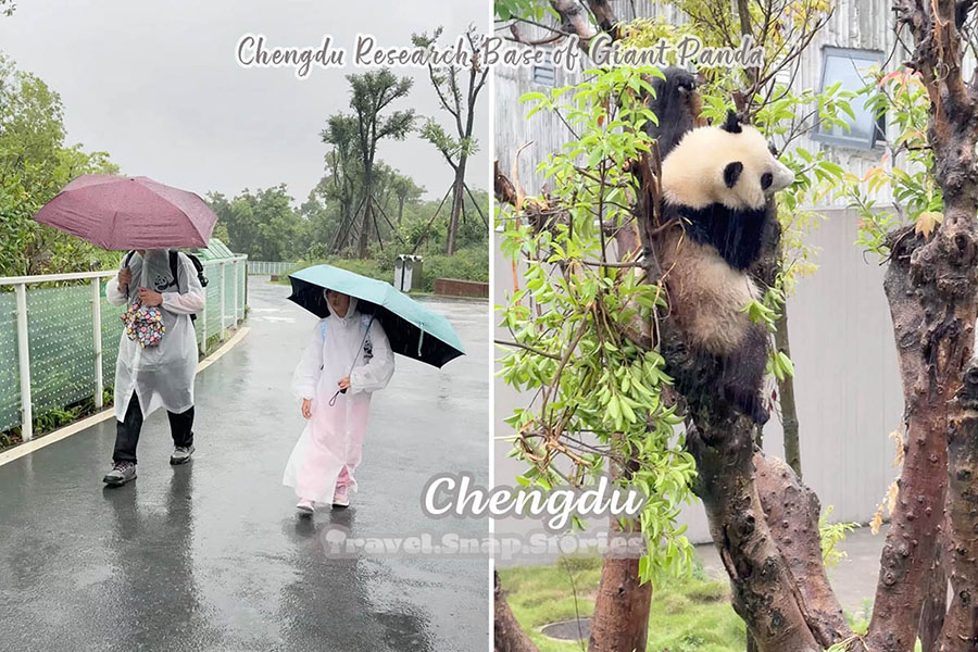 walking in raincoat observing panda in rain