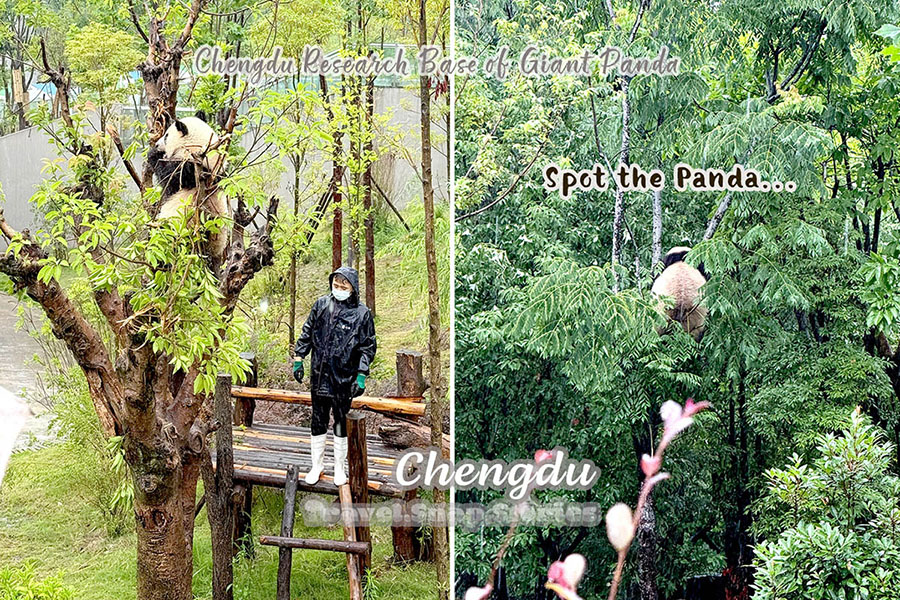 panda in rain on top of trees