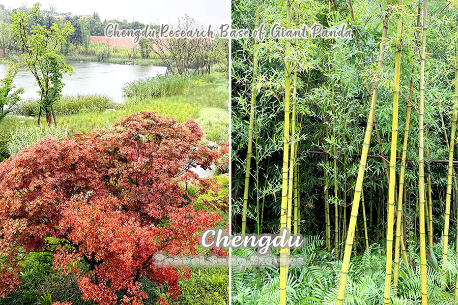 nice landscape garden in giant panda base